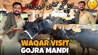 Today Waqar Bhinder Visit Gojran Mandi 😲🐃 | آج گئے منڈی کتنی بھینسیں خرید کر لائے ؟؟؟