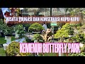 Wisata Edukasi dan Konservasi kupu-kupu | KEMENUH BUTTERFLY PARK @about_Bali77