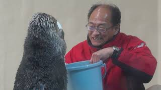 鳥羽水族館 ラッコ キラちゃんお口でおもちゃを受け取る「もう持てないの！」