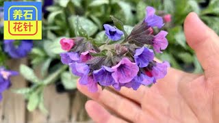 耐阴庭院小花 - 肺草 - lungwort - Pulmonaria