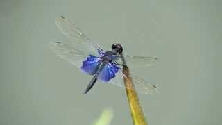 Rhyothemis triangularis (30Sep2014)