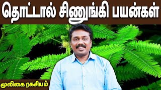 தொட்டால் சிணுங்கி மருத்துவ பயன்கள் | Mooligai Ragasiyam | Dr.Sugumar | @megatvindia