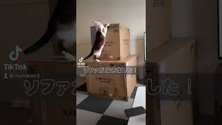 巨大な段ボールが届いた時の猫達の反応　Reactions of cats when a huge cardboard box arrives