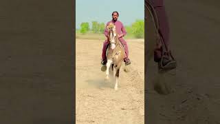 horse dance in Punjab#Sodagar chalbazi