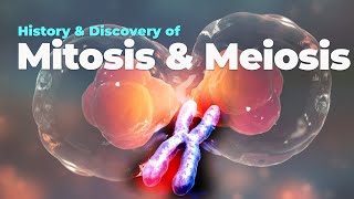 Mitosis and Meiosis | History \u0026 Discovery |Physical basis of Mendel’s laws of Heredity