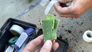 Dragon Fruit Grafting: How To Do Wedge Graft (or Cleft Graft) with Important Tricks!