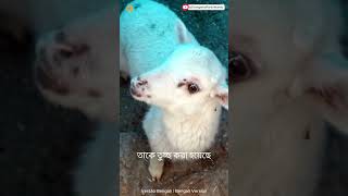 বড়দিনের বার্তা | বিশ্বের জন্য গসপেল | বাংলা সংস্করণ