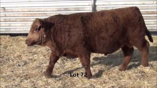 2016 LOTS 62 - 80 PUREBRED RED SIMMENTAL TNT SIMMENTAL RANCH