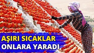 Aşırı Sıcaklıklar Bir Tek Onlara Yaradı