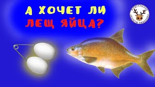 Яйца на леща 👍 КАК ПРАВИЛЬНО СВЯЗАТЬ ЭТУ СНАСТЬ НА ЛЕЩА 👍 ГРАМОТНЫЙ МОНТАЖ