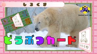 動物カード（動物園、子供向け）２：いぬ　しろくま　とら　うさぎ　しまうま