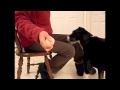 Training a Service Dog Retrieve: Step one Touching Different Objects