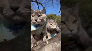 猫が一瞬で消える裏技【サビ猫 はなちゃん】#shorts #保護猫 #サビ猫