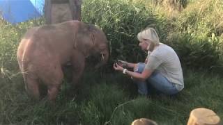 Khanyisa eating Jabulani herd elephant dung on her first official day at HERD