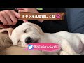 【ラブラドール子犬】みみ、お父さんのお友達に会う labrador mimi meets daddy s friend 35