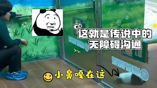 【可愛熊貓】奶媽破解幼崽語言系統，學妹豬叫萌萌回家帶小孩！真不容易啊飼養員 #熊猫 #panda #搞笑 #cute #animals