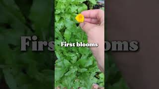 Growing Calendula from seed to harvest for skin healing balm! #gardeninminutes #calendulasalve