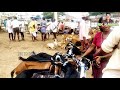 pebbair santhalo mekala retlu ela vunnae pebbair mekala santha pebbair market pebbair goat market