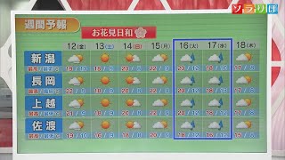 【気象予報士が解説】各地でサクラ満開の便り 週末は花見日和 来週半ばは花散らしの雨か【新潟】スーパーJにいがた4月11日OA