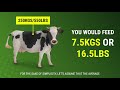 how much fodder should you feed beef cattle u0026 expected results