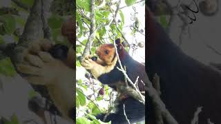 Indian Giant Squirrel #squirrel കാട്ടു പഴം തിന്നുന്ന മലയണ്ണാൻ