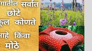 जगातील सर्वात लहान किंवा मोठे फूल smallest and biggest flower in the world... marathi