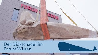 Der Dickschädel im Forum Wissen | Walheimat Göttingen