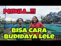 PEMULA!!! BISA BUDIDAYA LELE