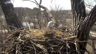 Decorah Eagles 3-23-19, 1:15 pm Human intruder slo-mo