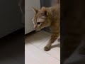 朝ごはんニャリよ。まだニャリか。キナちゃんはラストに登場します。 猫のいる暮らし 家猫 猫繋がり 猫の好きな人と繋がりたい 朝のルーティーン cats cat ねこ 猫 ネコ