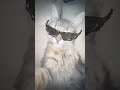 You've never seen anything like this before 🤯#cat #shorts #rek #tiktok