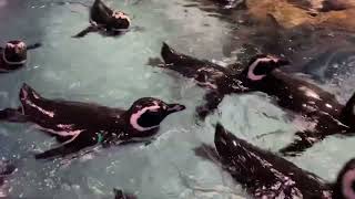 水面を泳ぐマゼランペンギン　すみだ水族館