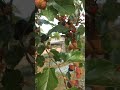 Buah murbei atau mulberry #shorts #murbei #videoshort #feedshort