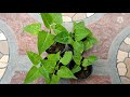 4 o clock plant how to grow mirabilis jalapa from seeds mirabilis jalapa ezgardening 4o clock