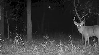 Strange Orbs Caught on Trail Camera