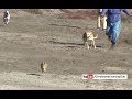Download rabbit hunting in Pakistan | Dog and rabbit race | Khargosh ka shikar 2018 In Mp4 3Gp Full HD Video