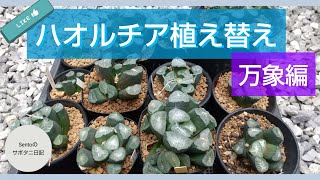 公開！ハオルチアの植え替え方法🌵【万象編】Haworthia replanting video