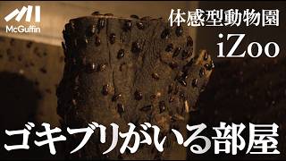 【爬虫類・両生類と触れ合う】体感型動物園iZooの施設案内！ワニやヘビとのふれあいコーナーも