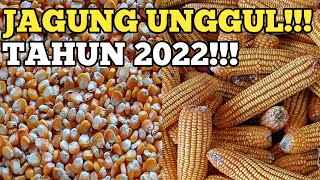 BENIH JAGUNG UNGGUL 2022!!!POTENSI HASIL SANGAT BAGUS!!!