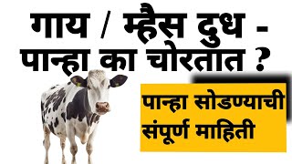 गाय म्हैस पान्हा का चोरतात 🐄🐃 आता कधीच दुध / पान्हा चोरणार नाही .