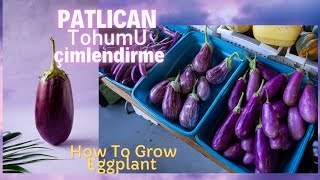 EGGPLANT SEED_HOW TO GROWING EGGPLANT AT HOME