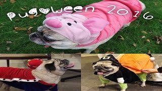 PUGOWEEN 2016