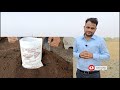 चने में बीज उपचार जड़ गलन व दीमक का प्रभावी इलाज। seed treatment in chickpea gram.