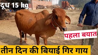 गीर गाय |साहिवाल गाय | बिकाऊ हैं | Gir gay | gir gay ki pahchan |Sahiwal mix cow |#Cowsale