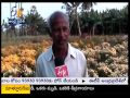 flowers yields and income good in east godavari