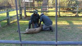 cheetah attack guide South Africa, swung by leg