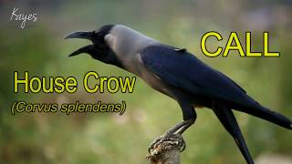 House Crow Corvus splendens call