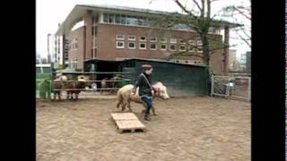 Pony Agility at liberty