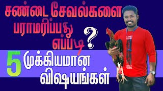 சண்டை சேவல்களை பராமரிப்பது எப்படி? | HOW TO TAKE CARE OF FIGHTING ROOSTER | MADURAI