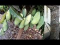 5 TIPS Memaksa Pohon Mangga Cepat Berbuah Lebat - How to Force a Mango to Bloom